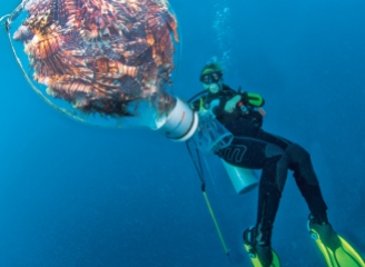 A scuba diver with a large collection of lionfish