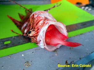 Lionfish Mouth